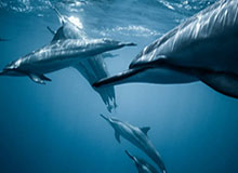 【亚冠】费尔南多阿兰破门 国安2比1首尔小组2连胜